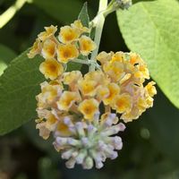 ブッドレア,ブッドレア イエローマジック,黄色い花,花のある暮らし,がんばる♡の画像