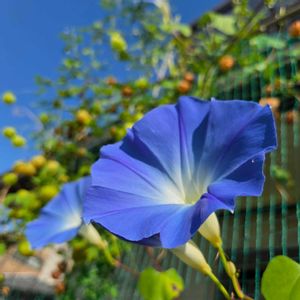 西洋朝顔＊ヘブンリーブルー,西洋朝顔へブンリーブルー,緑のカーテン,花友さんに感謝♡の画像