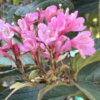 ウツギ,タニウツギ,タニウツギ,スイカズラ科,散歩道の花の画像