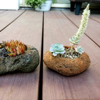 爪蓮華,子持ち蓮華,多肉植物,屋外多肉棚の画像