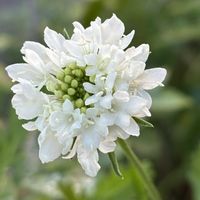 スカビオサ,ナチュラルガーデン,庭の宿根草,お庭の花たち,花と暮らすの画像