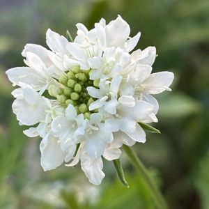 スカビオサ,ナチュラルガーデン,庭の宿根草,お庭の花たち,花と暮らすの画像