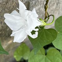 クレマチス,アイビー,ブルームーン,ブルームーン,西洋アサガオ、ジプシーブライダルの画像