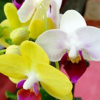 胡蝶蘭,鉢植え,不思議,癒し,花のある暮らしの画像