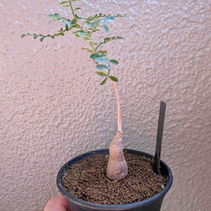 オペルクリカリア・パキプス,センナ・メリディオナリス,珍奇植物,植中毒,バルコニストの画像