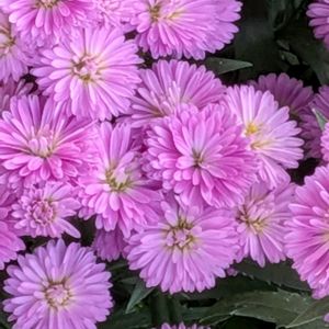 花木,植木鉢,吊り鉢,花いろいろ,バラと夢CLUBの画像