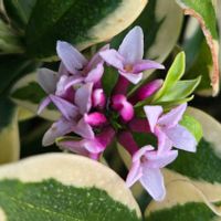 斑入り沈丁花,斑入り沈丁花,斑入り沈丁花,斑入り沈丁花,鉢植えの画像