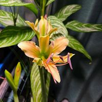 アマリリス,球根,球根植物,花のある暮らし,園芸男子の画像