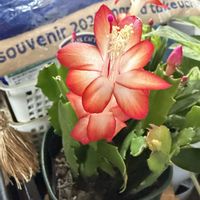 エンジェルストランペット,大輪マツバボタン,シャコバ サボテン,季節の花を楽しむの画像