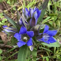 コキア,リンドウ,タマアジサイ,ナギナタコウジュ,磐梯山の画像