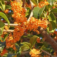 キンモクセイ,金木犀,花散歩,花のある暮らし,植物のある暮らしの画像