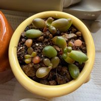 セダム,虹の玉,虹の玉,多肉植物,品種不明の画像