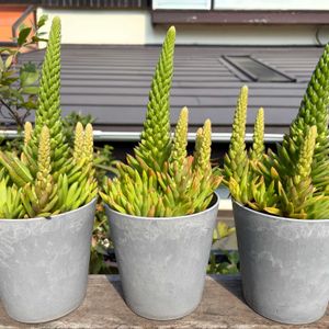 テラスの画像