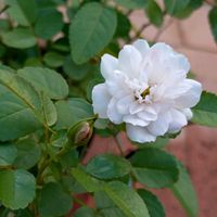 レンゲローズ,グリーンアイス,ミニバラ・グリーンアイス,ミニバラ・グリーンアイス,ミニ薔薇レンゲローズの画像