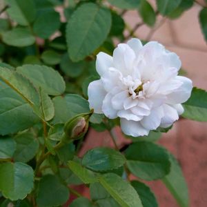 レンゲローズ,グリーンアイス,ミニバラ・グリーンアイス,ミニバラ・グリーンアイス,ミニ薔薇レンゲローズの画像
