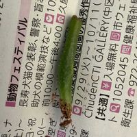 ゴーラム,ゴーラム,多肉植物,品種不明の画像