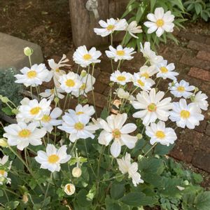 秋明菊,地植え,ガーデニング,花のある暮らし,お花は癒しの画像