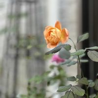 ナチュラルガーデン,花のある暮らし,花は癒やし♡,ばら バラ 薔薇,庭の画像