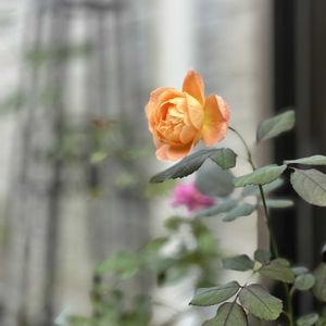 ナチュラルガーデン,花のある暮らし,花は癒やし♡,ばら バラ 薔薇,庭の画像