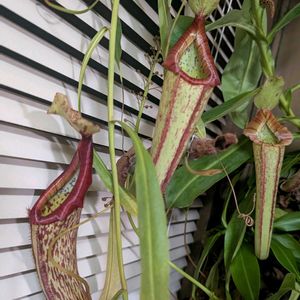 ネペンテス,ウツボカズラ,ネペンテス・ミランダ,観葉植物,食虫植物の画像