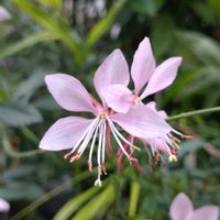 ガウラ(白蝶草),鉢植え,ガーデニング,植え込み,体育の日の画像