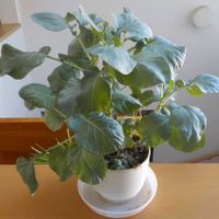 ブロッコリー,お野菜,リボベジ,その他部屋の画像