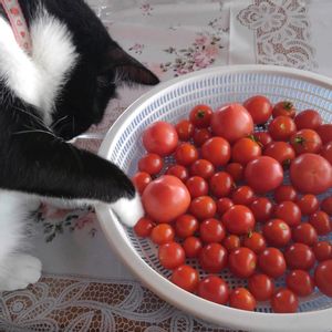 トマト,小さな畑,今日のお花,キュンキュン乙女倶楽部,庭の花と木の画像