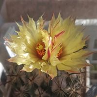 サボテン,ホリダモンスト,明星,天司丸,紅ホリダの画像