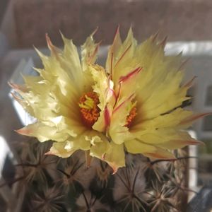 サボテン,ホリダモンスト,明星,天司丸,紅ホリダの画像