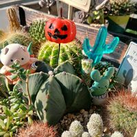 多肉植物,多肉男子,ハロウィン月間,ふうさん♥️ありがとう,玄関アプローチの画像