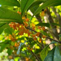 キンモクセイ,金木犀,花のある暮らし,植物のある暮らし,庭木・花木の画像