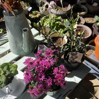 友禅菊,伊勢なでしこ,伊勢なでしこ,伊勢なでしこ,見附　イングリッシュガーデンの画像