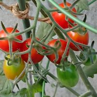 トマト,トマト,ミニトマト,コムラサキシキブ,コムラサキシキブの画像