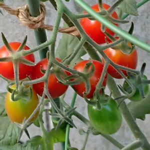 トマト,トマト,ミニトマト,コムラサキシキブ,コムラサキシキブの画像