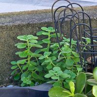 アロマティカス,鉢植え,明るい日陰,プランター,ガーデニング初心者の画像