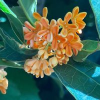 金木犀,金木犀,実家,秋の香り,花に癒されての画像
