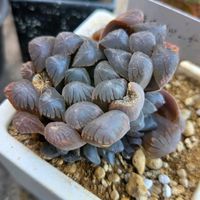 ハオルチア,ハオルチア 紫オブツーサ,多肉植物,植物のある暮らし,多肉植物のある暮らしの画像