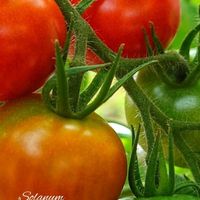 トマト,ミニトマト,野菜作り,いつもありがとう,今日のお花の画像