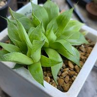 ハオルチア,ハオルチア ホワイトゴースト,多肉植物,植物のある暮らし,多肉植物のある暮らしの画像