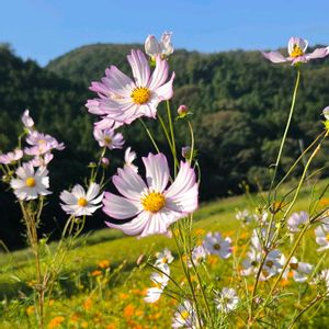 コスモス,秋桜,秋桜(コスモス),地植え,こぼれ種からの画像