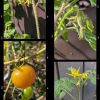 トマト,オクラの花,多肉植物,プランター菜園,今日のお花の画像
