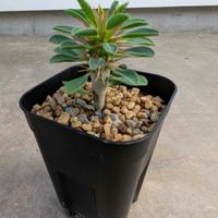 ユーフォルビア属,ユーフォルビア・ギラウミニアナ,ユーフォルビア,塊根植物,根塊植物の画像