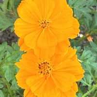 キバナコスモス,ハゲイトウ（葉鶏頭）,自宅の庭のバラ,自宅近くの公園,ＧＳの花友さんに感謝の画像