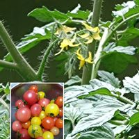 トマト,ミニトマト,トマトの花,ミニトマトの花,中玉トマトの画像