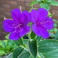 シコンノボタン,花のある暮らし,幸せの青い花,咲いてくれてありがとう❤,青い花マニアの画像