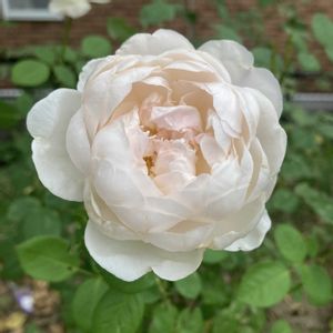 イングリッシュローズ,バラ グラミス キャッスル,バラ グラミス キャッスル,ばら バラ 薔薇,畑の画像