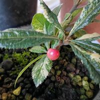 ヤブコウジ,山野草,斑入植物,庭の画像