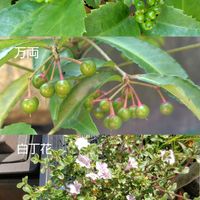 サンスベリア,サンスベリア,ツルバキア,ツルバキア,多肉の画像