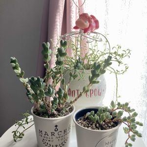 可愛い〜♡,季節の花,咲きました,多肉植物のある暮らし,トトの日の画像