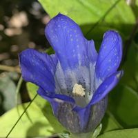 リンドウ,山野草の画像